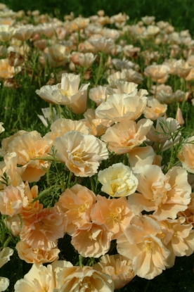 Picture of Eschscholtzia - Peach Sorbet